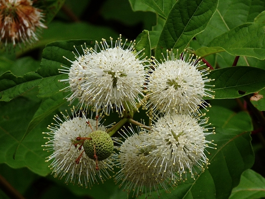 {Cephalanthus occidentalis}